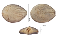 Maretia planulata